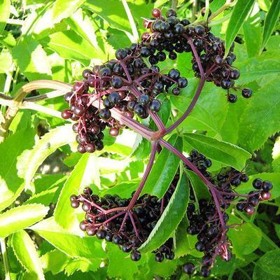 Elderberry York