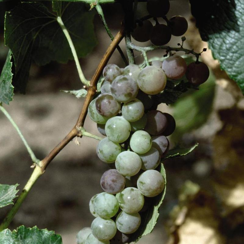 Grape Himrod Seedless