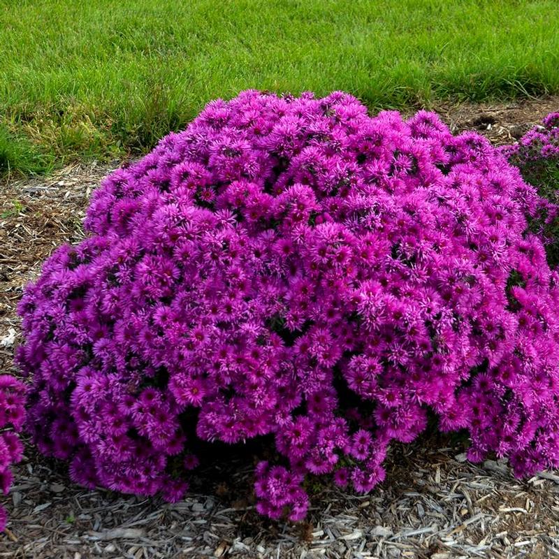 Aster novae-angliae Pink Crush