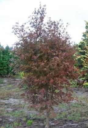 Acer palmatum Trompenburg