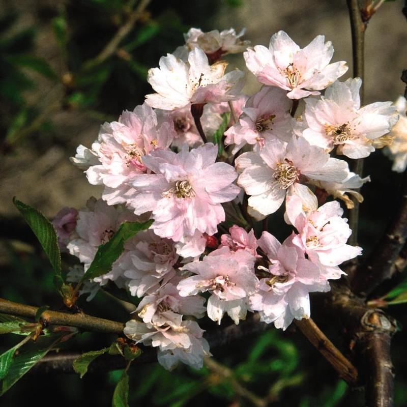 Prunus subhirtella Pendula Plena Rosea