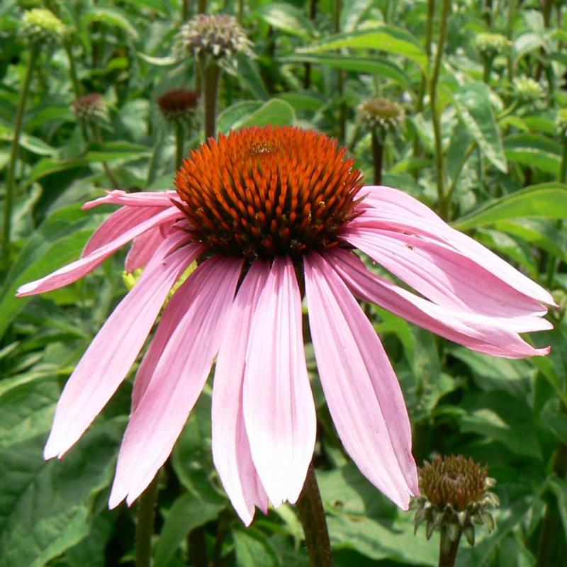 Echinacea purpurea Magnus