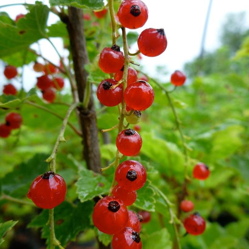 Currant Red Lake