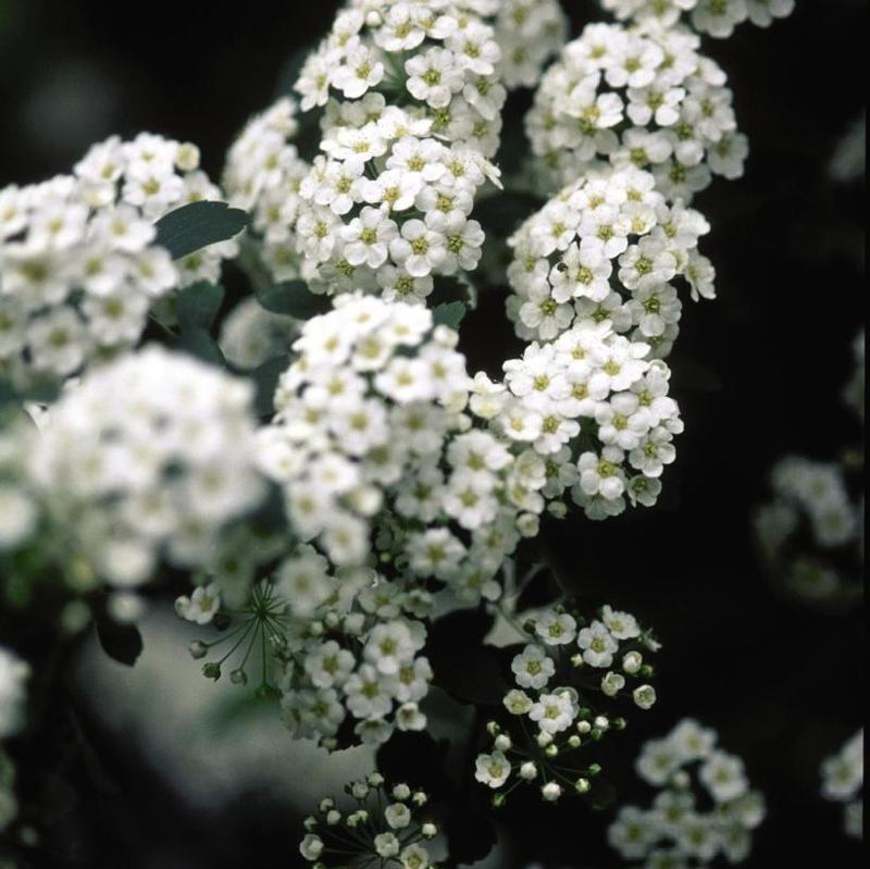 Spiraea prunifolia 