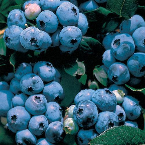 Blueberry Blueray