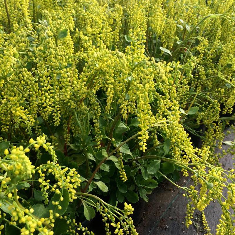 Chiastophyllum oppositifolium Solar Yellow