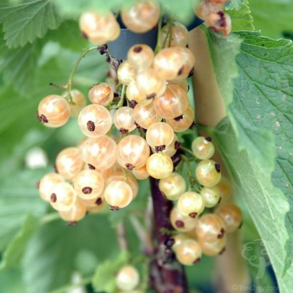 Currant White Pearl