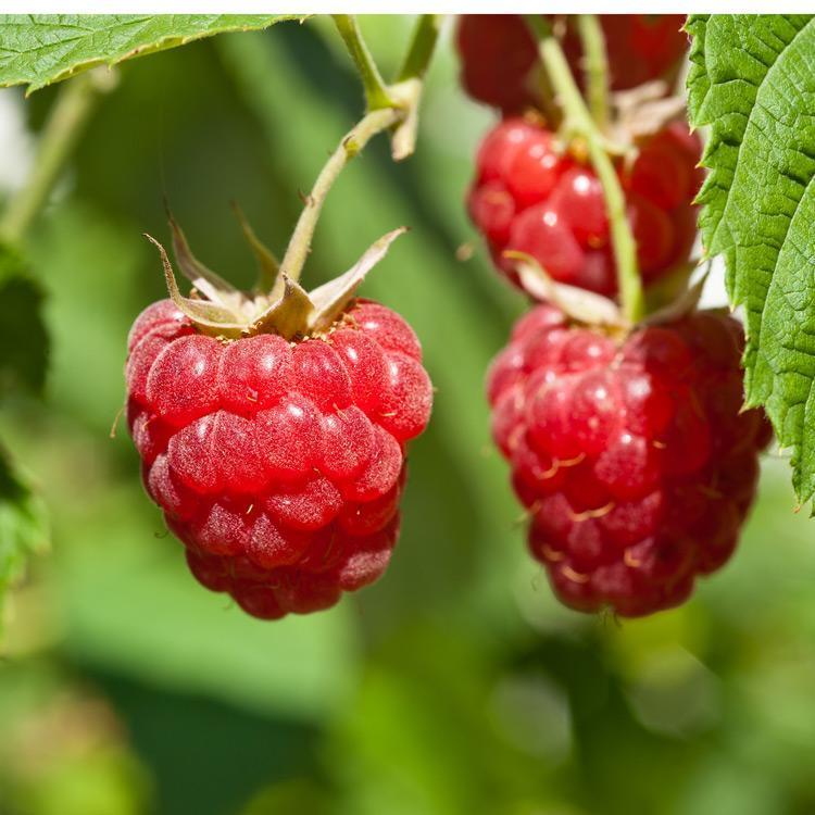 Raspberry Encore