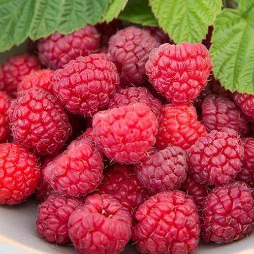 Raspberry Meeker