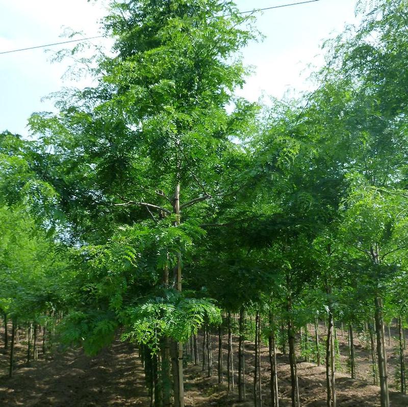 Gleditsia triacanthos var. inermis 