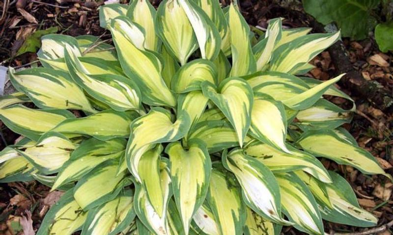 Hosta Moonstruck