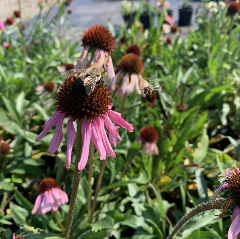 Echinacea angustifolia 