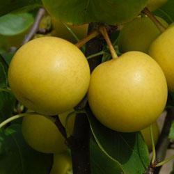 Pear Nijisseiki