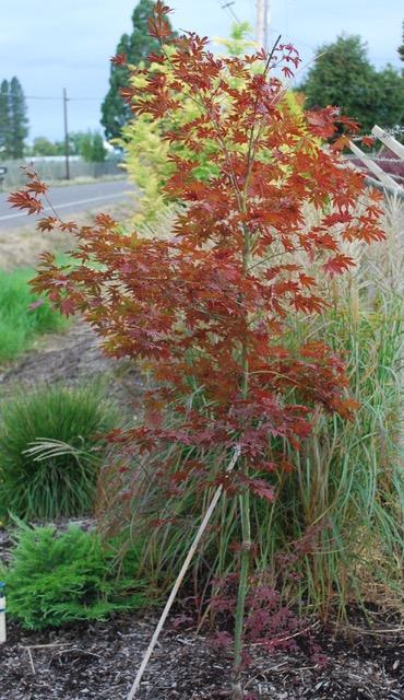 Acer palmatum JN4