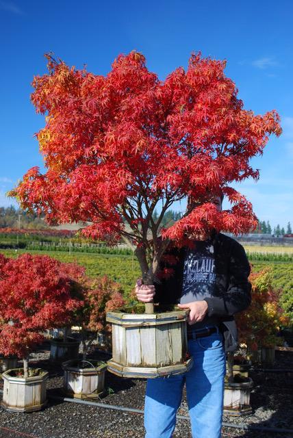 Acer palmatum Sharp's Pygmy