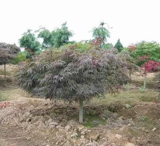 Acer palmatum dissectum Nigrum