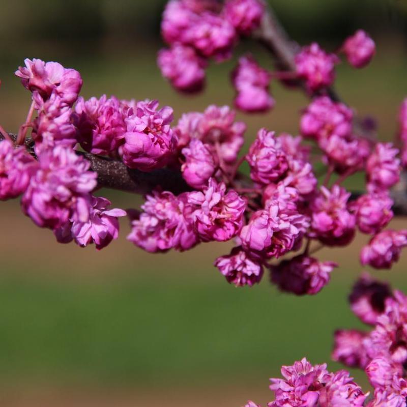 Cercis canadensis Pink Pom Poms