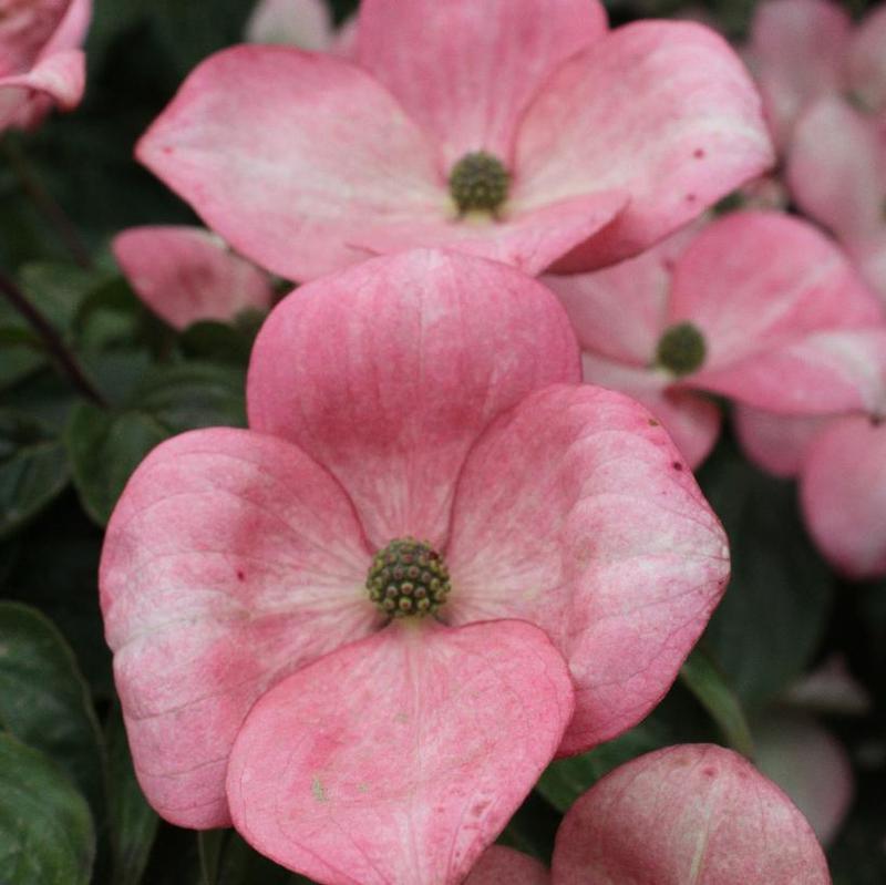 Cornus kousa Schmred