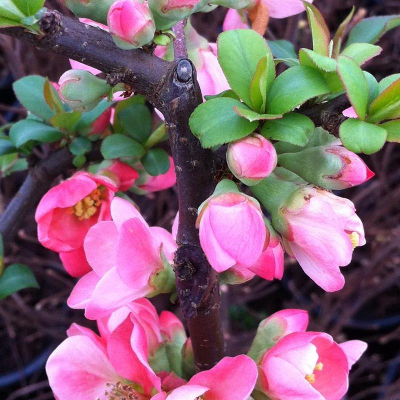 Chaenomeles x superba Pink Lady