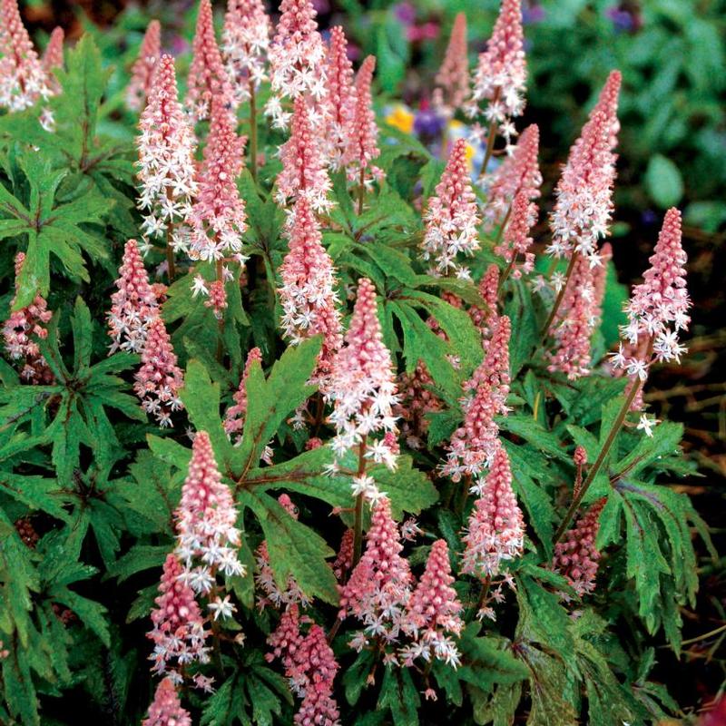 Tiarella x Pink Skyrocket