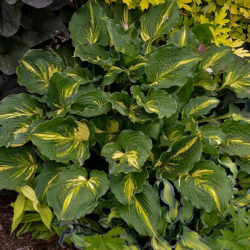 Hosta Lakeside Paisley Print