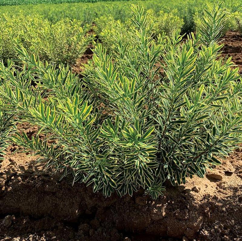 Daphne x burkwoodii Rosemarie