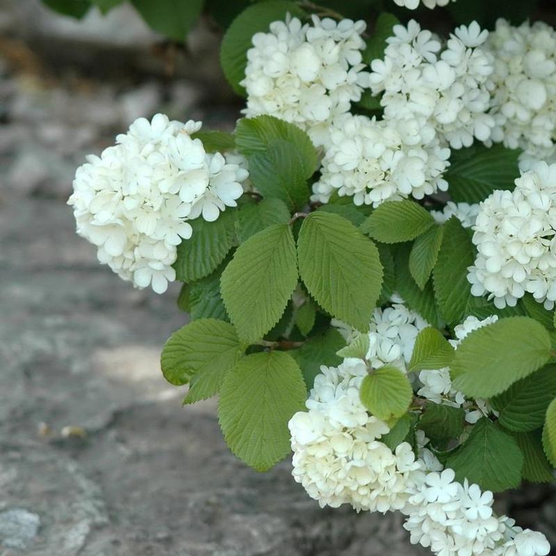 Viburnum plicatum f. tomentosum Newzam