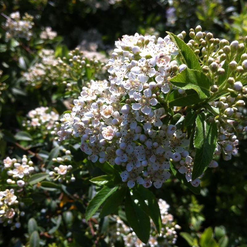 Pyracantha coccinea Chadwickii