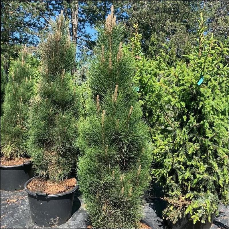 Pinus nigra Green Tower