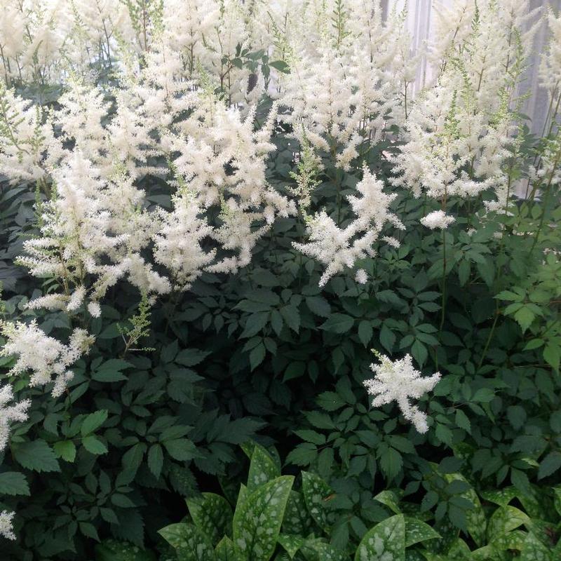 Astilbe arendsii Diamond