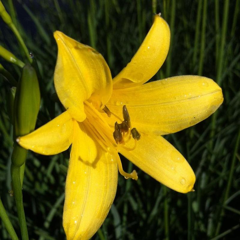 Hemerocallis flava 