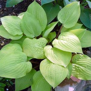 Hosta Designer Genes