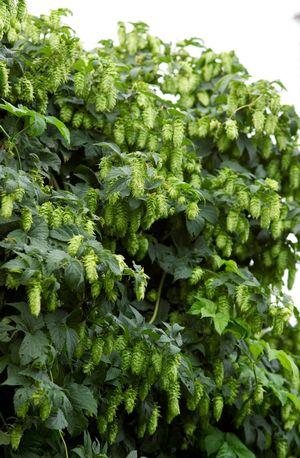 Humulus lupulus Nugget