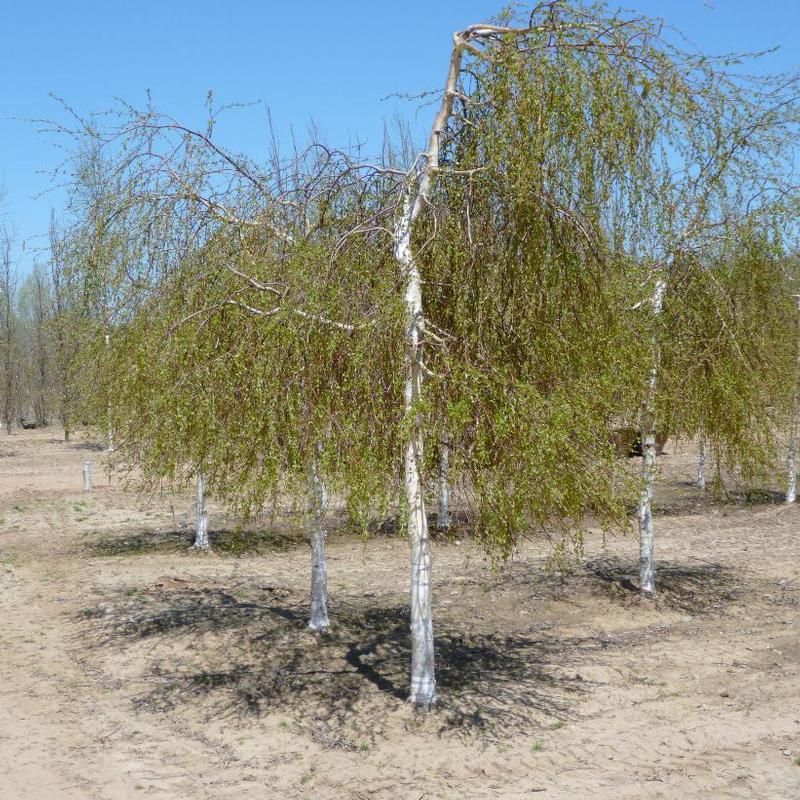 Betula pendula Youngii