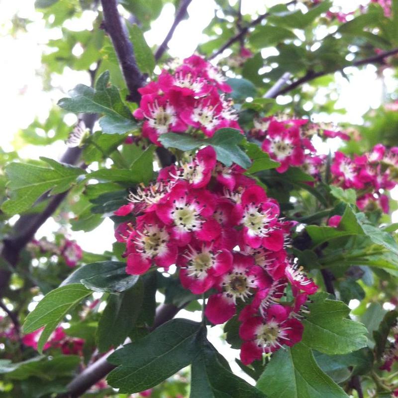 Crataegus laevigata Crimson Cloud