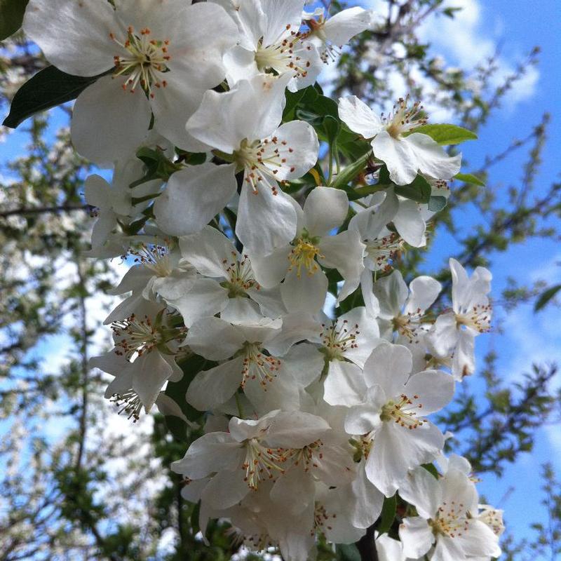 Malus White Angel