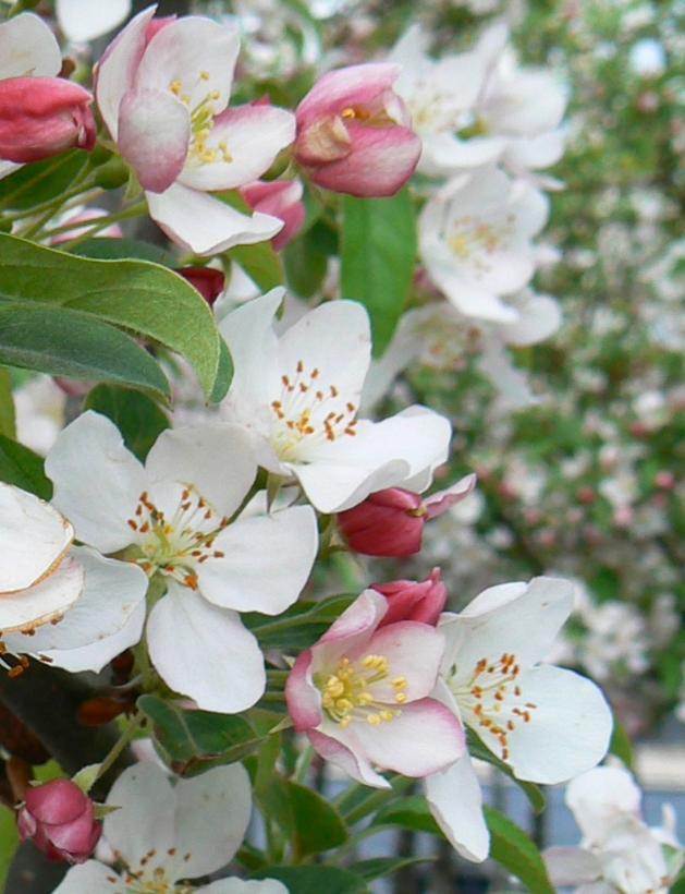 Malus Winter Gold