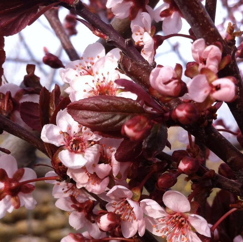 Prunus cerasifera Newport