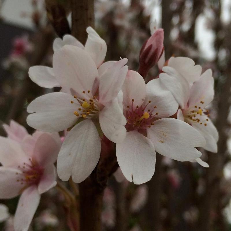 Prunus x yedoensis 