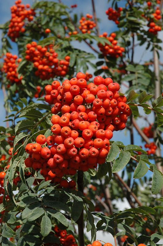 Sorbus aucuparia Rossica