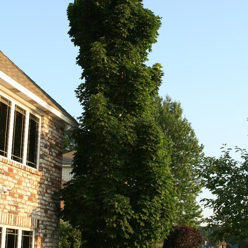 Acer platanoides Columnare