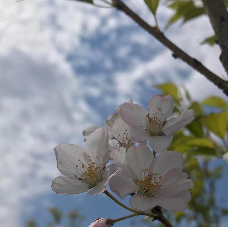 Prunus x yedoensis Akebono