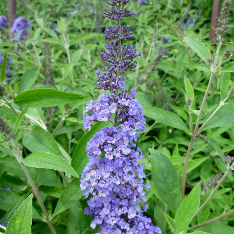 Buddleia davidii Ellen's Blue