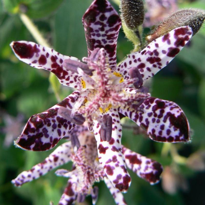 Tricyrtis hirta Miyazaki