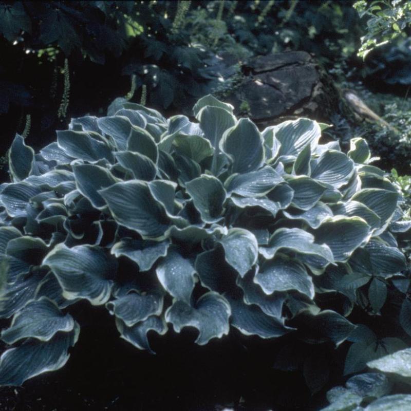 Hosta Regal Splendor