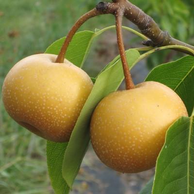 Pear Chojuro