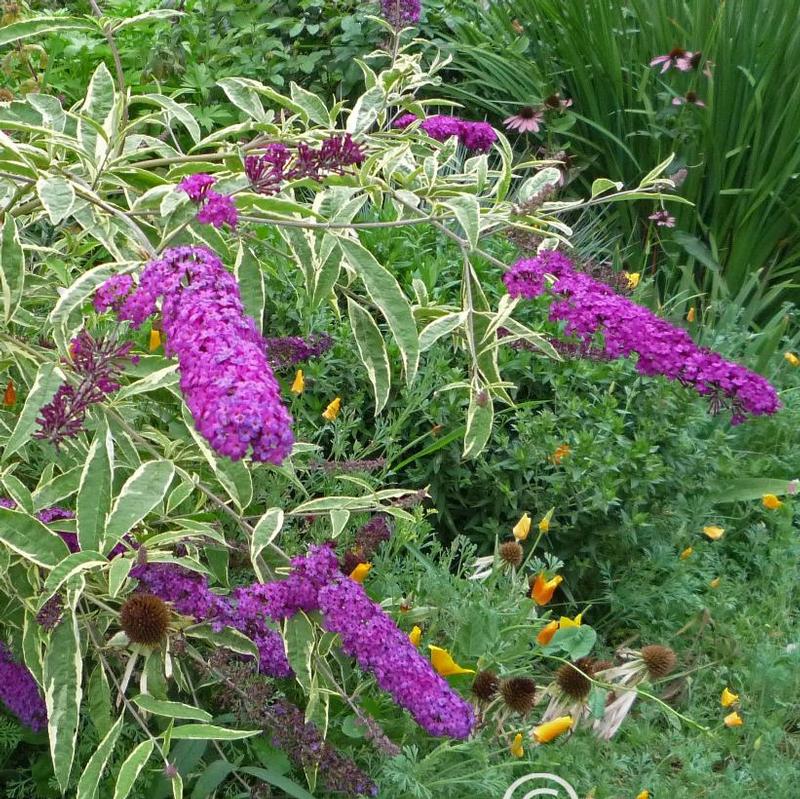 Buddleia davidii Harlequin