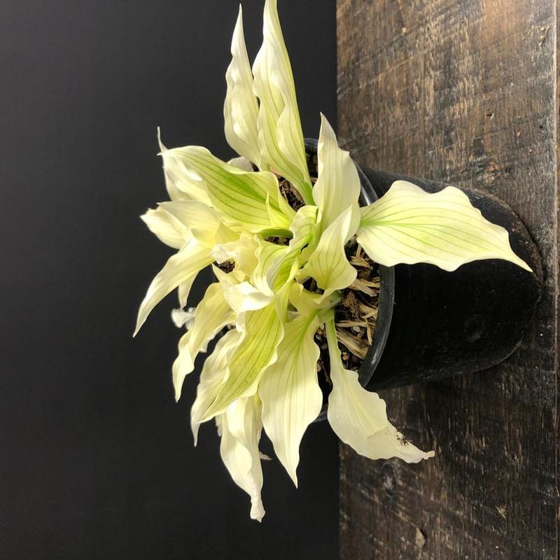 Hosta White Feather