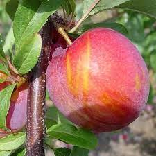 Plum Vampire