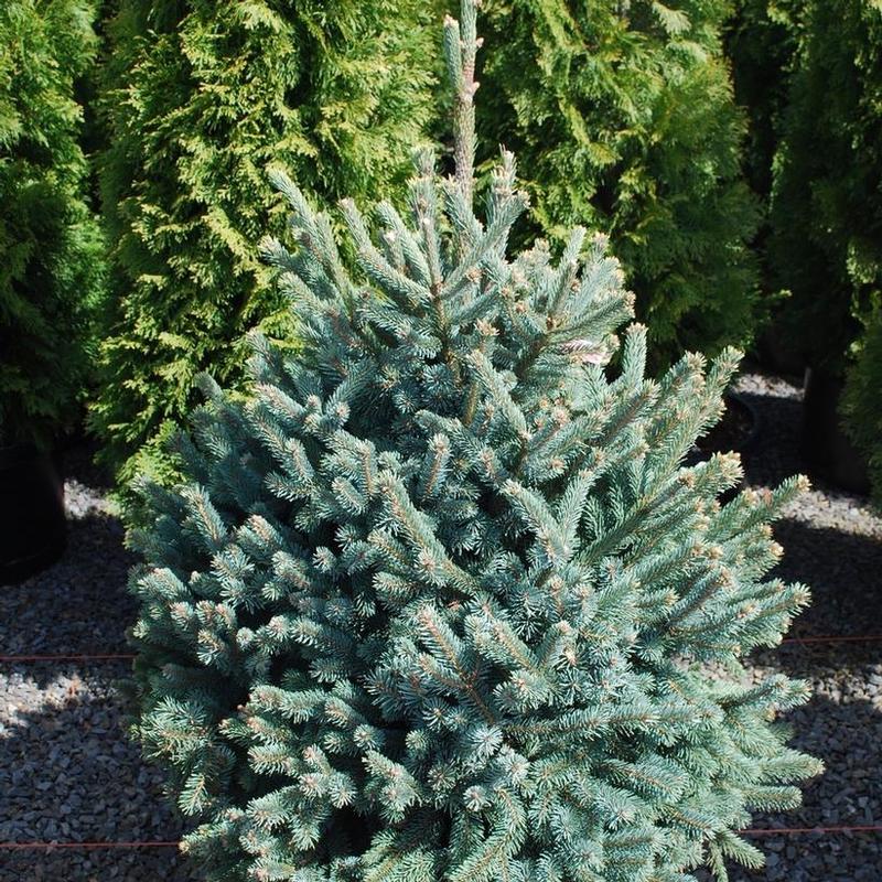 Picea abies Paul's Select